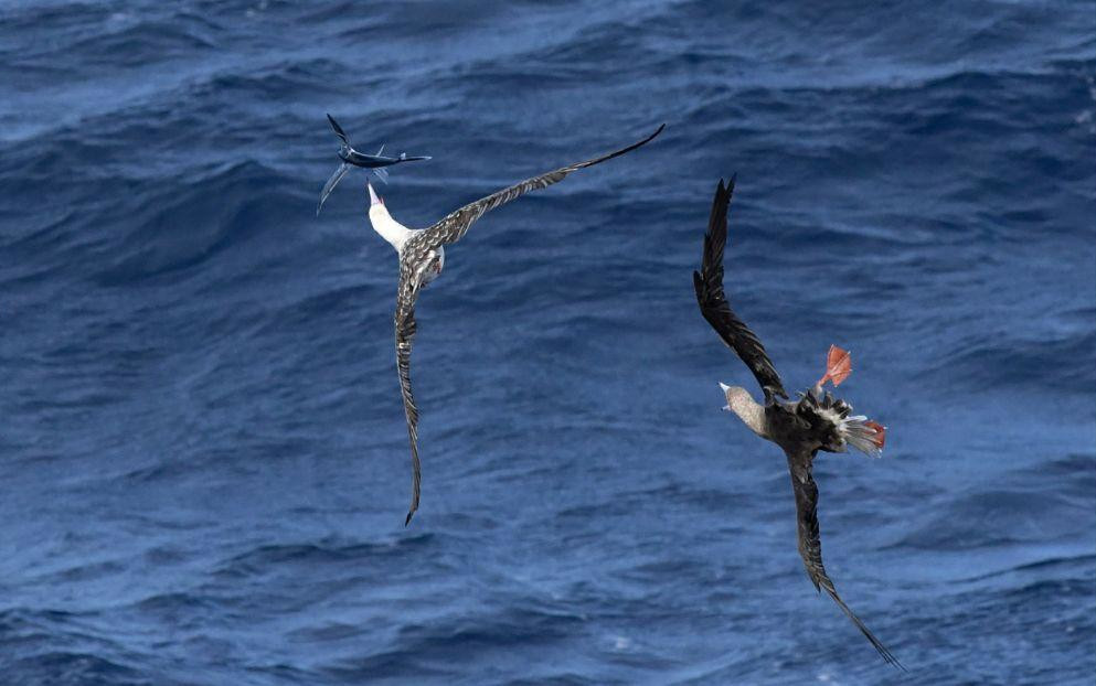 Spectacular photo taken by Eric Woehler from _Birdlife Australia_ of a red-footed booby scrambling to catch a flying fish.