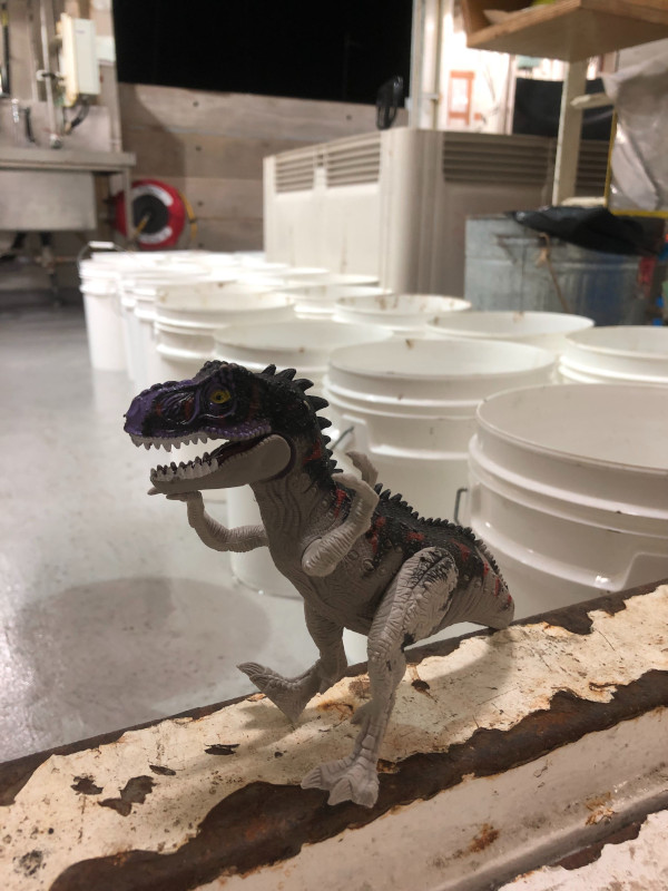 A happy Dino Dredge gleefully observes 24 buckets of rocks trawled in at midnight this morning.