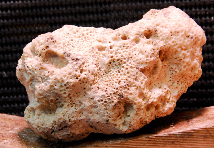 It's difficult to get excited for coral, but the fossilised remains in dredge 55 are particularly well preserved.